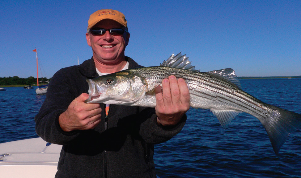 Striped Bass