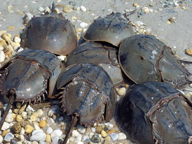 horseshoe crabs