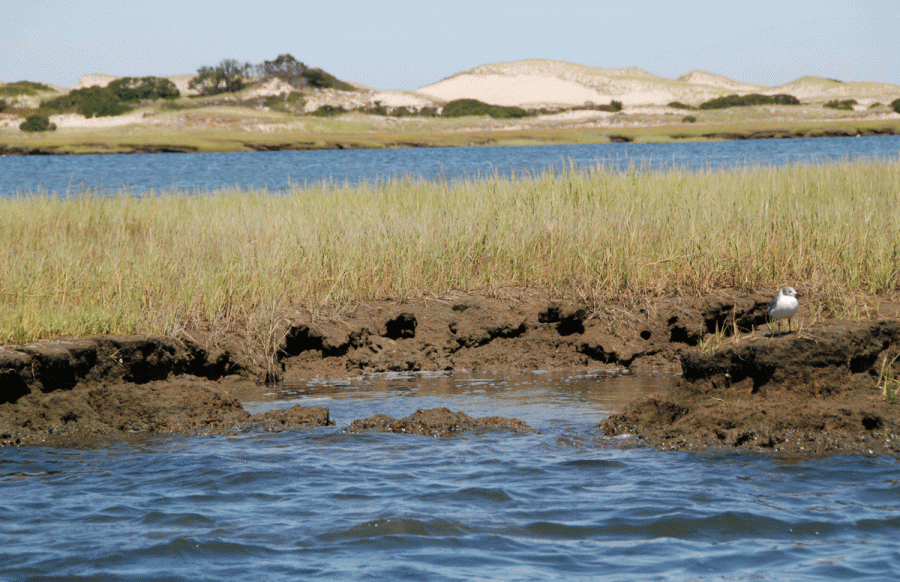Salt Marshes