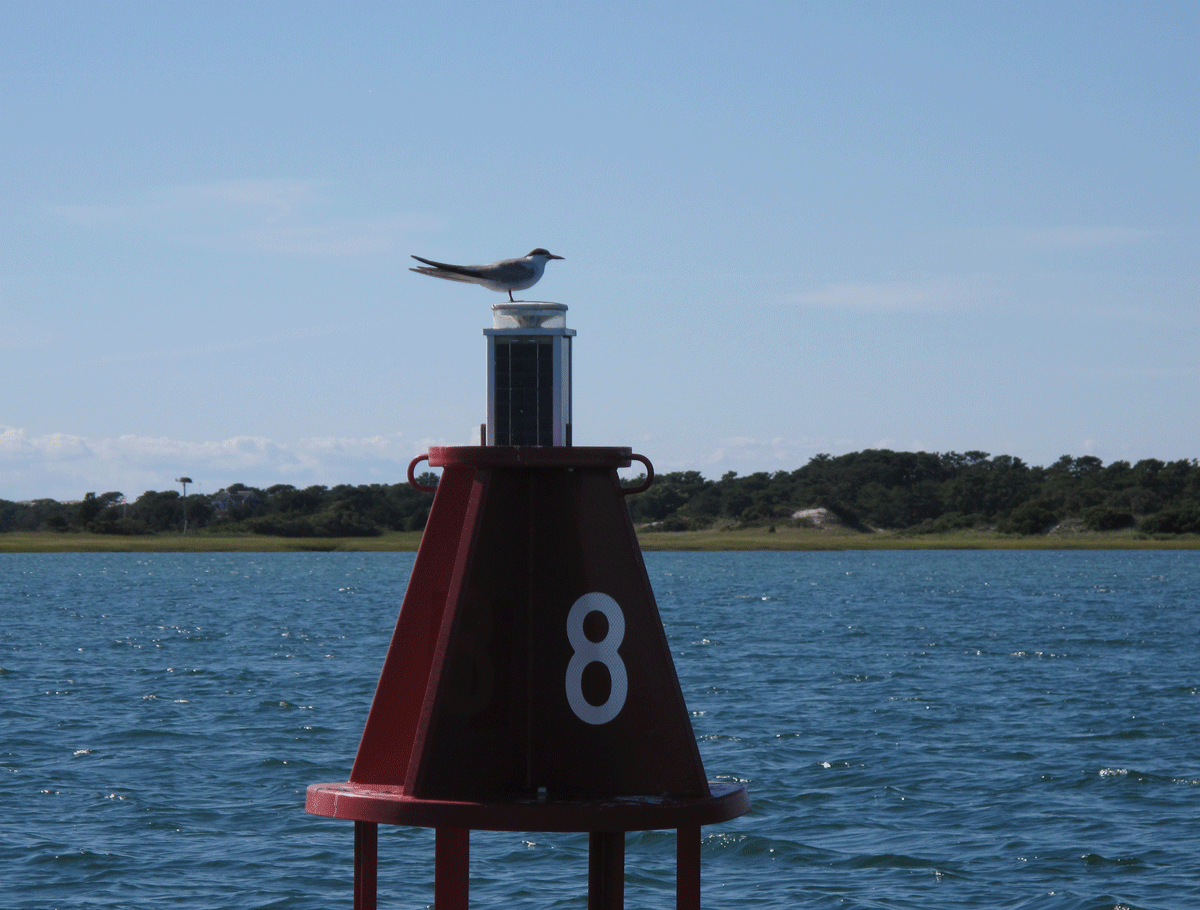 Friends of Barnstable Harbor