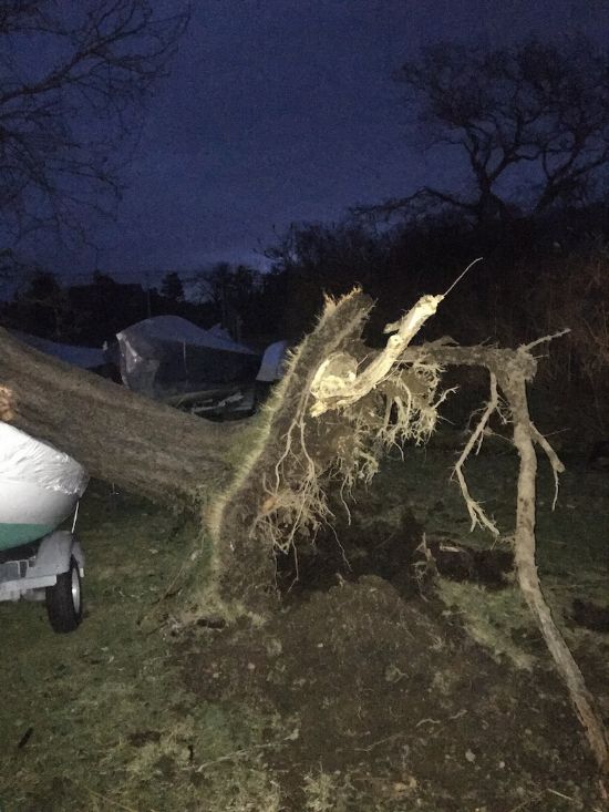 Picture of tree roots and tree squishing a boat after hurricane force winds knocked the tree over