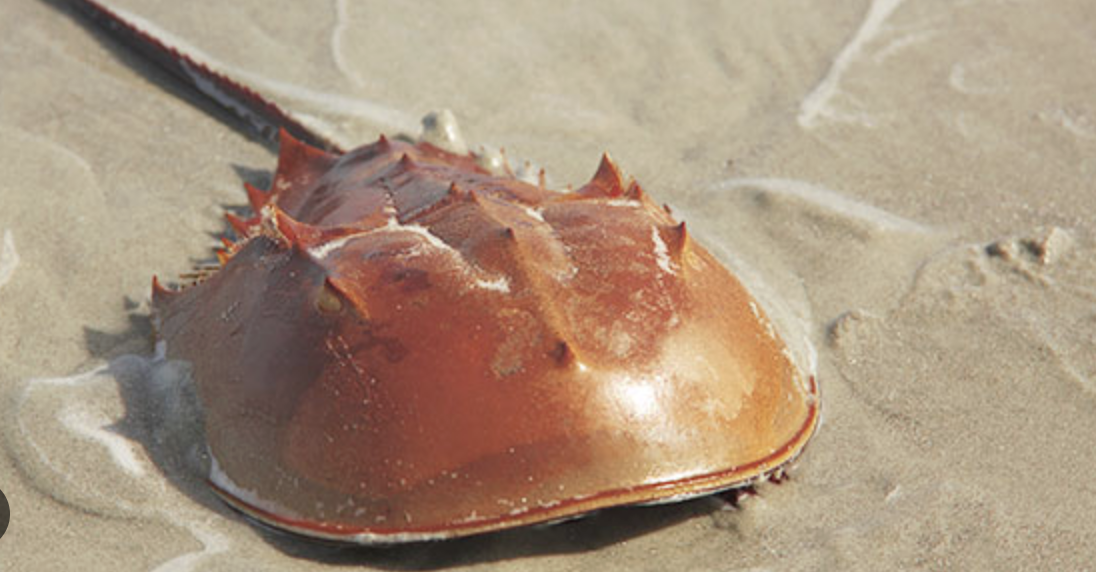 Atlantic Horseshoe Crabs