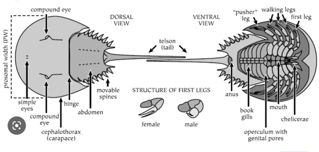 Diagram of the anatomy of a horseshoe crab